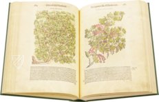 Discorsi di P. A. Mattioli Illustrated by Gherardo Cibo – Aboca Museum – Rari 278 – Biblioteca Alessandrina (Rome, Italy)