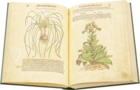 Discorsi di P. A. Mattioli Illustrated by Gherardo Cibo – Aboca Museum – Rari 278 – Biblioteca Alessandrina (Rome, Italy)