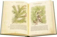 Discorsi di P. A. Mattioli Illustrated by Gherardo Cibo – Aboca Museum – Rari 278 – Biblioteca Alessandrina (Rome, Italy)