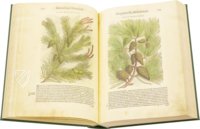 Discorsi di P. A. Mattioli Illustrated by Gherardo Cibo – Aboca Museum – Rari 278 – Biblioteca Alessandrina (Rome, Italy)