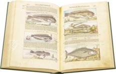 Discorsi di P. A. Mattioli Illustrated by Gherardo Cibo – Aboca Museum – Rari 278 – Biblioteca Alessandrina (Rome, Italy)