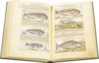 Discorsi di P. A. Mattioli Illustrated by Gherardo Cibo – Aboca Museum – Rari 278 – Biblioteca Alessandrina (Rome, Italy)