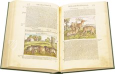 Discorsi di P. A. Mattioli Illustrated by Gherardo Cibo – Aboca Museum – Rari 278 – Biblioteca Alessandrina (Rome, Italy)