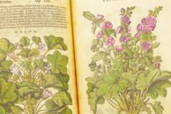 Discorsi di P. A. Mattioli Illustrated by Gherardo Cibo – Aboca Museum – Rari 278 – Biblioteca Alessandrina (Rome, Italy)