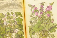 Discorsi di P. A. Mattioli Illustrated by Gherardo Cibo – Aboca Museum – Rari 278 – Biblioteca Alessandrina (Rome, Italy)