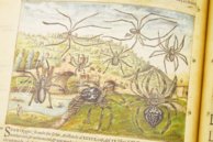 Discorsi di P. A. Mattioli Illustrated by Gherardo Cibo – Aboca Museum – Rari 278 – Biblioteca Alessandrina (Rome, Italy)