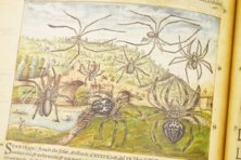 Discorsi di P. A. Mattioli Illustrated by Gherardo Cibo – Aboca Museum – Rari 278 – Biblioteca Alessandrina (Rome, Italy)