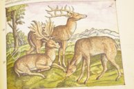 Discorsi di P. A. Mattioli Illustrated by Gherardo Cibo – Aboca Museum – Rari 278 – Biblioteca Alessandrina (Rome, Italy)