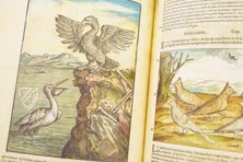 Discorsi di P. A. Mattioli Illustrated by Gherardo Cibo – Aboca Museum – Rari 278 – Biblioteca Alessandrina (Rome, Italy)