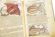 Discorsi di P. A. Mattioli Illustrated by Gherardo Cibo – Aboca Museum – Rari 278 – Biblioteca Alessandrina (Rome, Italy)