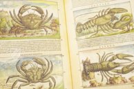 Discorsi di P. A. Mattioli Illustrated by Gherardo Cibo – Aboca Museum – Rari 278 – Biblioteca Alessandrina (Rome, Italy)
