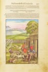Discorsi di P. A. Mattioli Illustrated by Gherardo Cibo – Aboca Museum – Rari 278 – Biblioteca Alessandrina (Rome, Italy)