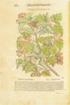 Discorsi di P. A. Mattioli Illustrated by Gherardo Cibo – Aboca Museum – Rari 278 – Biblioteca Alessandrina (Rome, Italy)