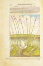 Discorsi di P. A. Mattioli Illustrated by Gherardo Cibo – Aboca Museum – Rari 278 – Biblioteca Alessandrina (Rome, Italy)