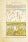 Discorsi di P. A. Mattioli Illustrated by Gherardo Cibo – Aboca Museum – Rari 278 – Biblioteca Alessandrina (Rome, Italy)