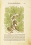 Discorsi di P. A. Mattioli Illustrated by Gherardo Cibo – Aboca Museum – Rari 278 – Biblioteca Alessandrina (Rome, Italy)