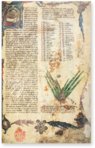 Egerton Tractatus de Herbis – British Library – MS Egerton 747 – British Library (London, United Kingdom)