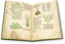 Egerton Tractatus de Herbis – British Library – MS Egerton 747 – British Library (London, United Kingdom)