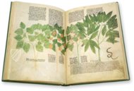 Egerton Tractatus de Herbis – British Library – MS Egerton 747 – British Library (London, United Kingdom)