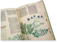 Egerton Tractatus de Herbis – British Library – MS Egerton 747 – British Library (London, United Kingdom)