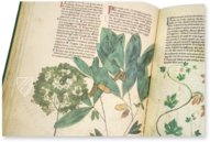 Egerton Tractatus de Herbis – British Library – MS Egerton 747 – British Library (London, United Kingdom)