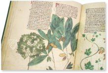 Egerton Tractatus de Herbis – British Library – MS Egerton 747 – British Library (London, United Kingdom)