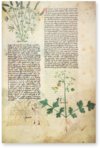 Egerton Tractatus de Herbis – British Library – MS Egerton 747 – British Library (London, United Kingdom)