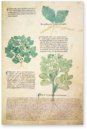 Egerton Tractatus de Herbis – British Library – MS Egerton 747 – British Library (London, United Kingdom)