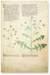 Egerton Tractatus de Herbis – British Library – MS Egerton 747 – British Library (London, United Kingdom)