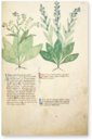 Egerton Tractatus de Herbis – British Library – MS Egerton 747 – British Library (London, United Kingdom)