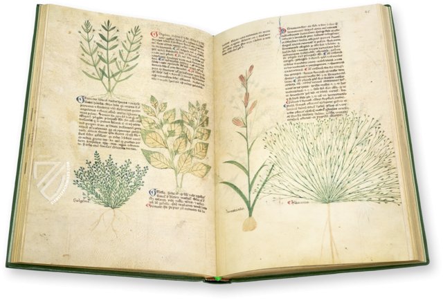 Egerton Tractatus de Herbis – The Folio Society – MS Egerton 747 – British Library (London, United Kingdom)