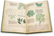 Egerton Tractatus de Herbis – The Folio Society – MS Egerton 747 – British Library (London, United Kingdom)