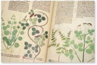Egerton Tractatus de Herbis – The Folio Society – MS Egerton 747 – British Library (London, United Kingdom)