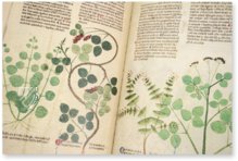 Egerton Tractatus de Herbis – The Folio Society – MS Egerton 747 – British Library (London, United Kingdom)