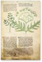 Egerton Tractatus de Herbis – The Folio Society – MS Egerton 747 – British Library (London, United Kingdom)