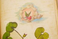 Extracts from Dioscorides – M. Moleiro Editor – MS Add. 22332 – British Library (London, United Kingdom)