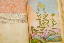 Extracts from Dioscorides – M. Moleiro Editor – MS Add. 22332 – British Library (London, United Kingdom)