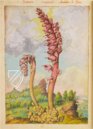 Extracts from Dioscorides – M. Moleiro Editor – MS Add. 22332 – British Library (London, United Kingdom)