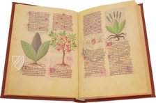 Fascination of Medical Plants β Imago β Est. 28 = alfa M. 5. 9 β Biblioteca Estense Universitaria (Modena, Italy) Fascination of Medical Plants β Imago β Est. 28 = alfa M. 5. 9 β Biblioteca Estense Universitaria (Modena, Italy)