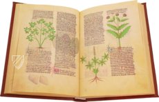 Fascination of Medical Plants β Imago β Est. 28 = alfa M. 5. 9 β Biblioteca Estense Universitaria (Modena, Italy) Fascination of Medical Plants β Imago β Est. 28 = alfa M. 5. 9 β Biblioteca Estense Universitaria (Modena, Italy)