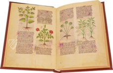 Fascination of Medical Plants β Imago β Est. 28 = alfa M. 5. 9 β Biblioteca Estense Universitaria (Modena, Italy) Fascination of Medical Plants β Imago β Est. 28 = alfa M. 5. 9 β Biblioteca Estense Universitaria (Modena, Italy)