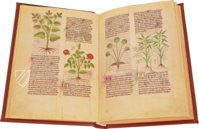 Fascination of Medical Plants β Imago β Est. 28 = alfa M. 5. 9 β Biblioteca Estense Universitaria (Modena, Italy) Fascination of Medical Plants β Imago β Est. 28 = alfa M. 5. 9 β Biblioteca Estense Universitaria (Modena, Italy)