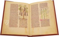 Fascination of Medical Plants β Imago β Est. 28 = alfa M. 5. 9 β Biblioteca Estense Universitaria (Modena, Italy) Fascination of Medical Plants β Imago β Est. 28 = alfa M. 5. 9 β Biblioteca Estense Universitaria (Modena, Italy)