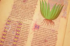 Fascination of Medical Plants β Imago β Est. 28 = alfa M. 5. 9 β Biblioteca Estense Universitaria (Modena, Italy) Fascination of Medical Plants β Imago β Est. 28 = alfa M. 5. 9 β Biblioteca Estense Universitaria (Modena, Italy)