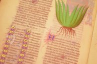 Fascination of Medical Plants β Imago β Est. 28 = alfa M. 5. 9 β Biblioteca Estense Universitaria (Modena, Italy) Fascination of Medical Plants β Imago β Est. 28 = alfa M. 5. 9 β Biblioteca Estense Universitaria (Modena, Italy)