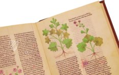 Fascination of Medical Plants β Imago β Est. 28 = alfa M. 5. 9 β Biblioteca Estense Universitaria (Modena, Italy) Fascination of Medical Plants β Imago β Est. 28 = alfa M. 5. 9 β Biblioteca Estense Universitaria (Modena, Italy)