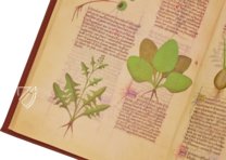 Fascination of Medical Plants β Imago β Est. 28 = alfa M. 5. 9 β Biblioteca Estense Universitaria (Modena, Italy) Fascination of Medical Plants β Imago β Est. 28 = alfa M. 5. 9 β Biblioteca Estense Universitaria (Modena, Italy)