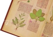 Fascination of Medical Plants β Imago β Est. 28 = alfa M. 5. 9 β Biblioteca Estense Universitaria (Modena, Italy) Fascination of Medical Plants β Imago β Est. 28 = alfa M. 5. 9 β Biblioteca Estense Universitaria (Modena, Italy)