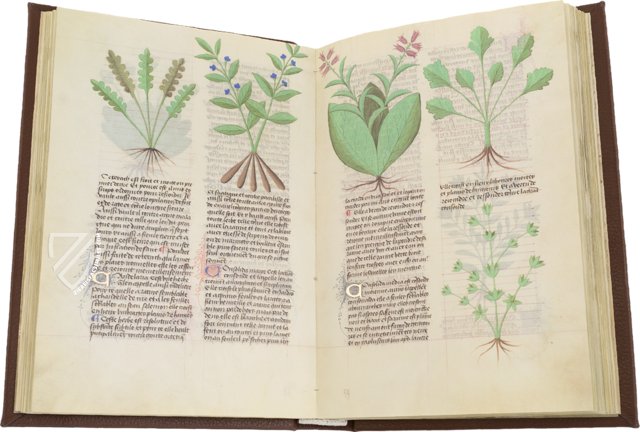 Faszination Heilpflanzen – Est. 28 = alfa M. 5. 9 – Biblioteca Estense Universitaria (Modena, Italy) Facsimile Edition