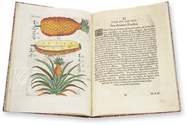 Flora Sinensis – Orbis Pictus – 412 – Biblioteka Kórnicka (Kórnik, Poland)